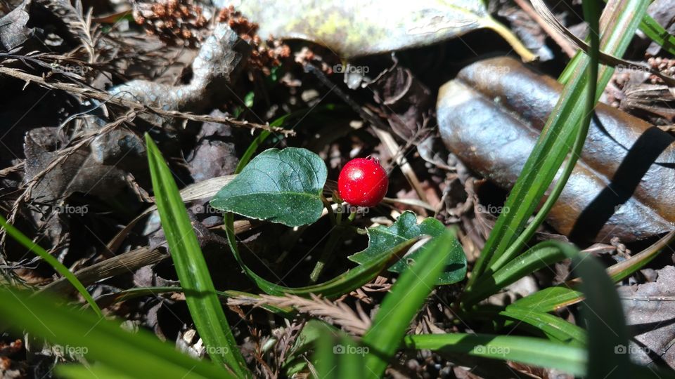 Leaf, Nature, Environment, Food, No Person