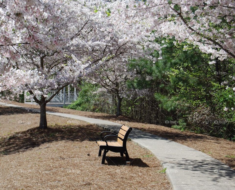 Park bench trees