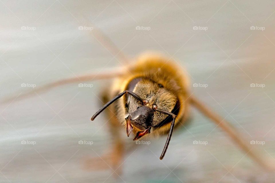 Insect, Bee, Nature, Animal, Invertebrate