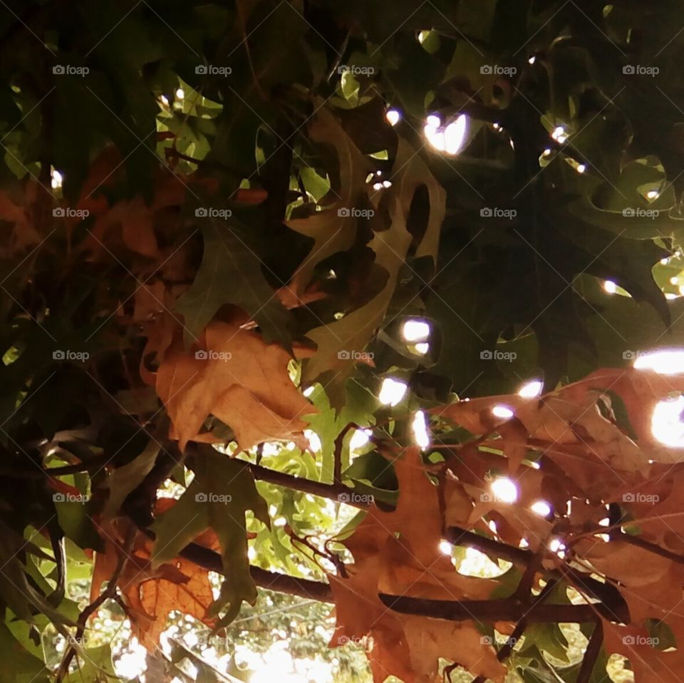 Transition to Autumn