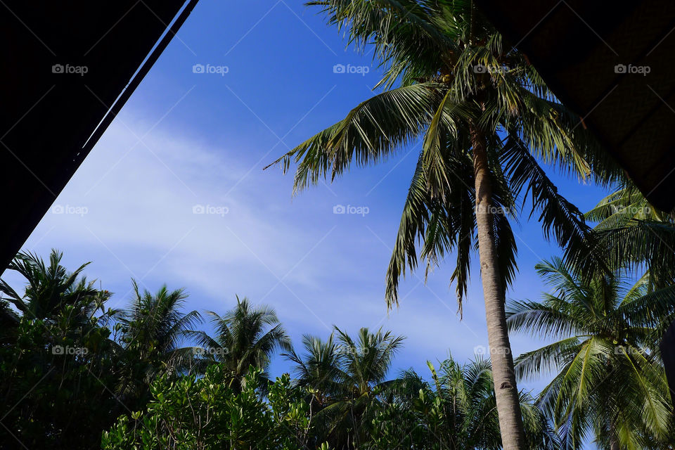 holiday paradise palmtree bluesky by supeera
