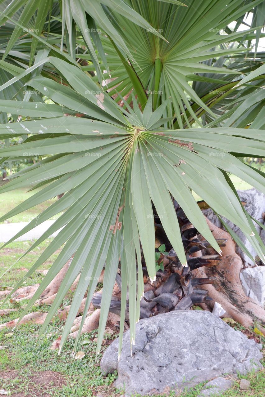 A large green herringbone leaf and a large boulder nearby.