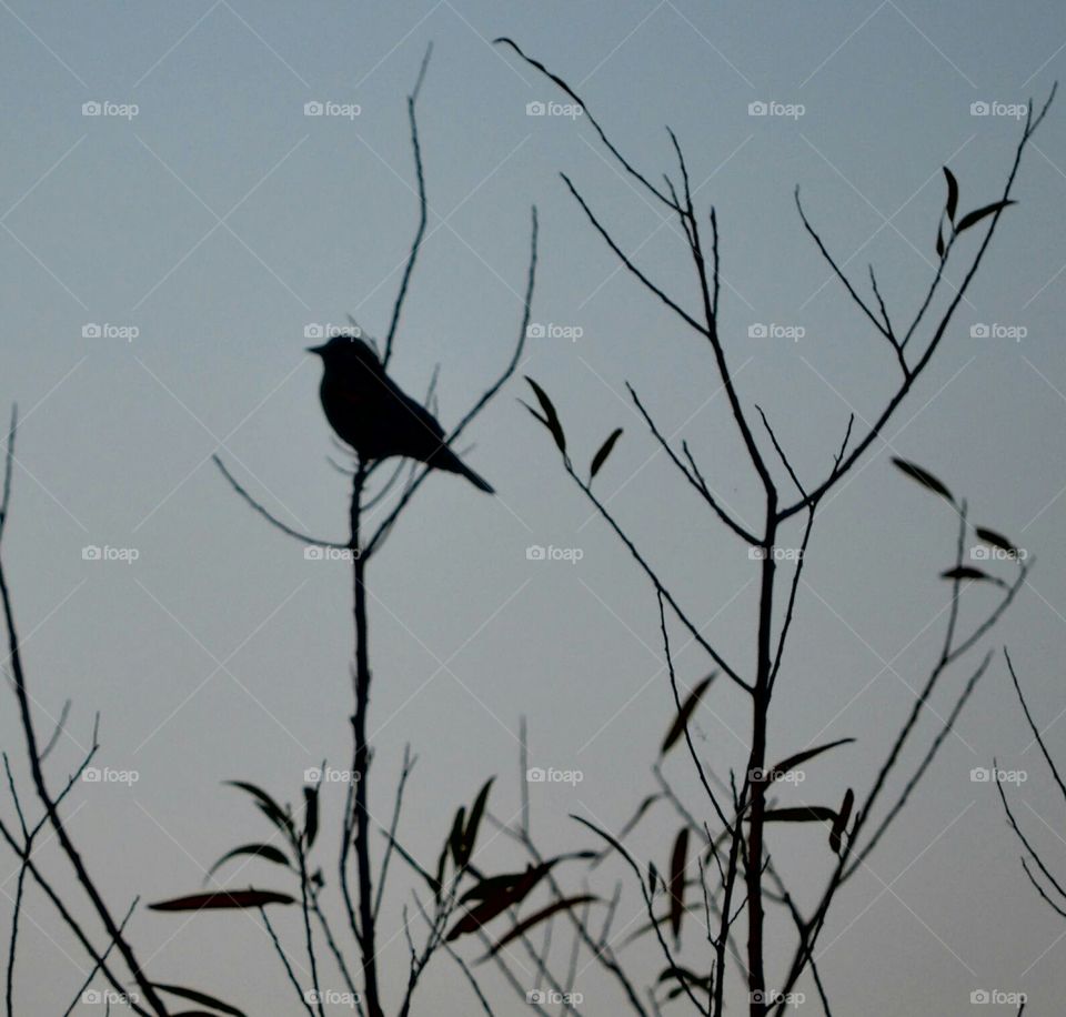 Bird, Wildlife, Blackbird, Crow, Nature