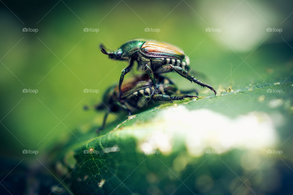 Japanese Beetles Breeding Up Close Macro