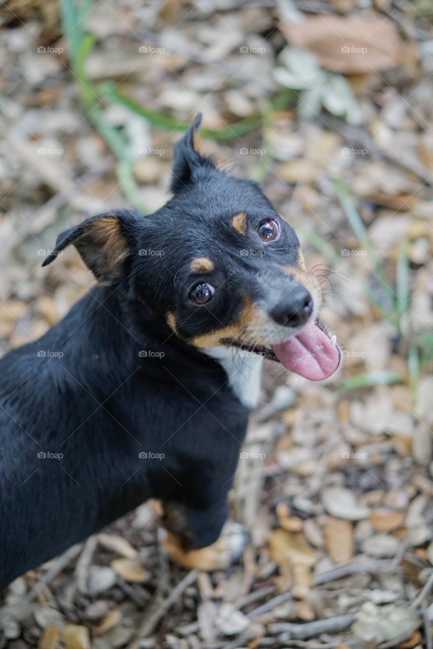 Black puppy