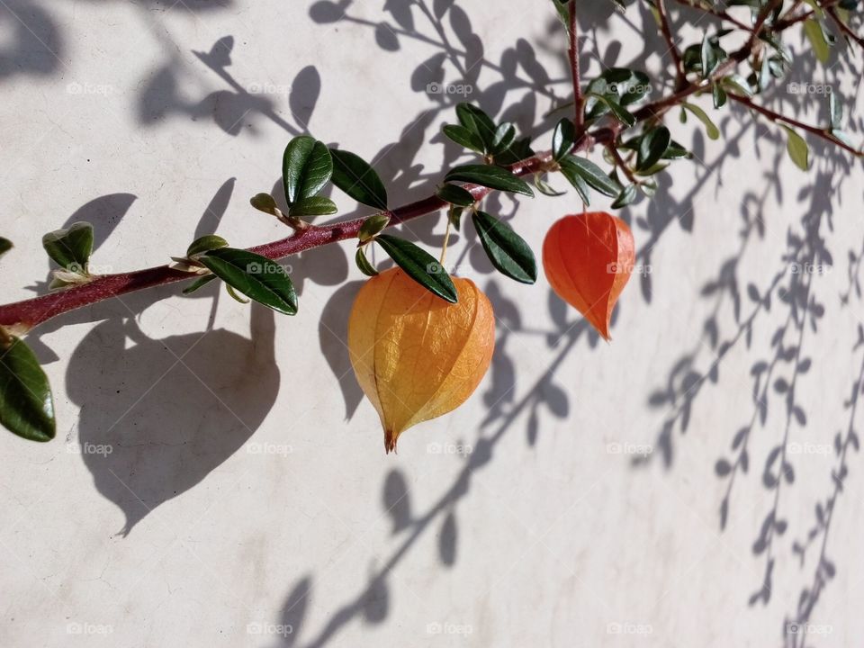 gooseberry hanging with leaves and shadow from sunlight and wall background
