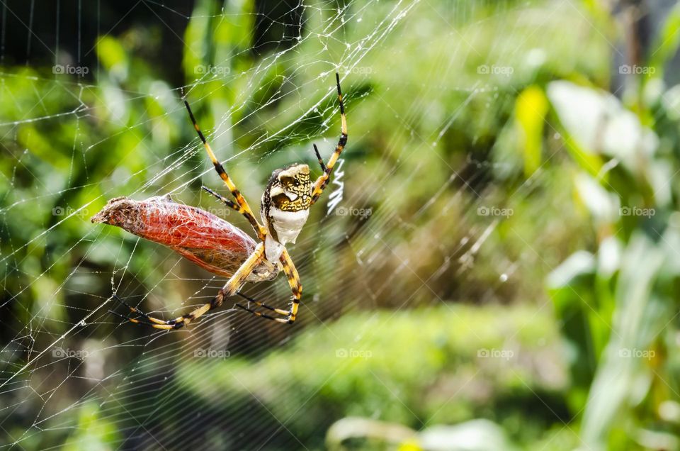 Spider Eating Butterfly