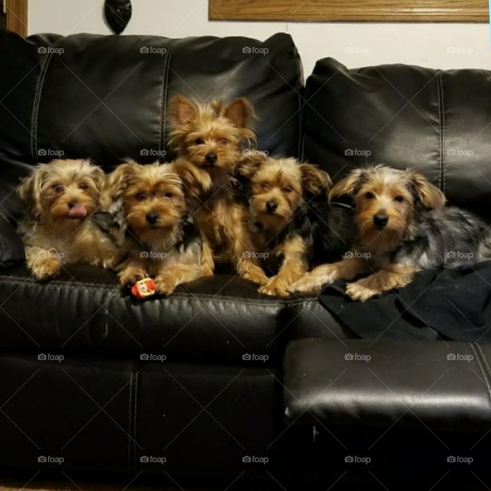 Yorkie family