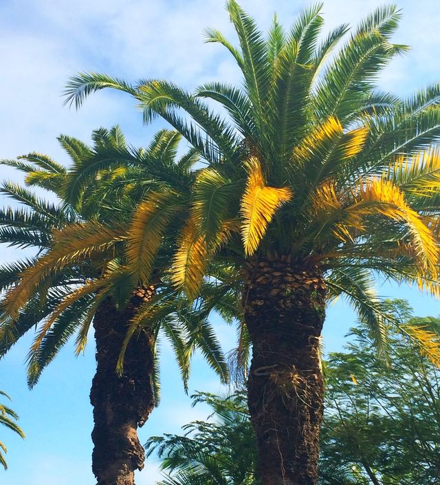 Two palms