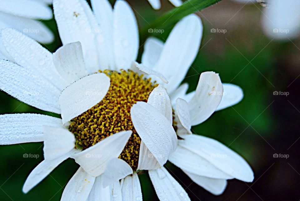 Close-up of white daisy flower