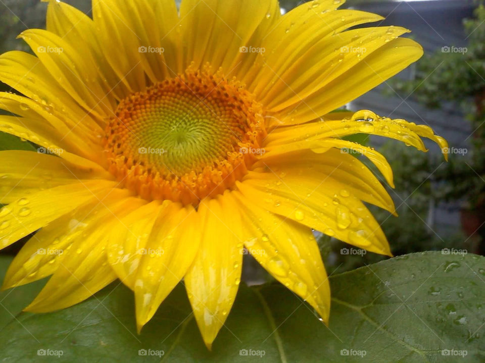 yellow orange rain sunflower by jmh