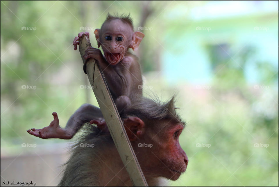 Be fun and active because life is to enjoy & it is applicable to all creatures ! 🐵♥️