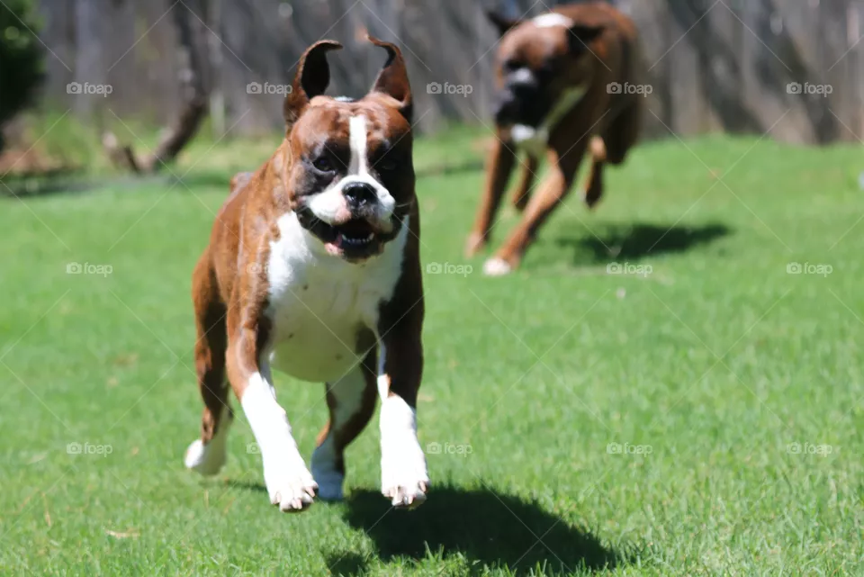 The chase 