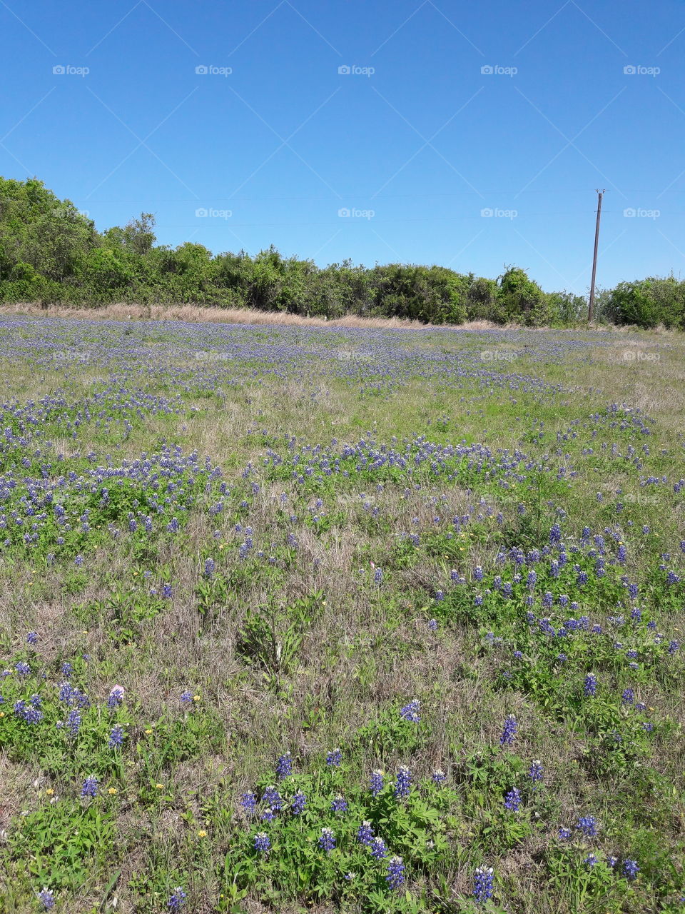 Field of Bluebonnets.