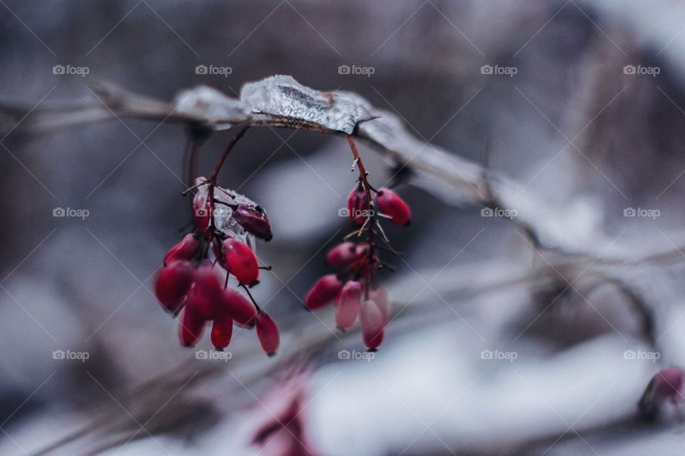 frosty berries