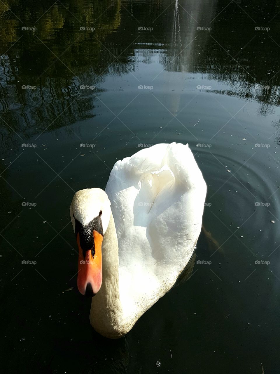 Close up of a white swan swimming in a lake