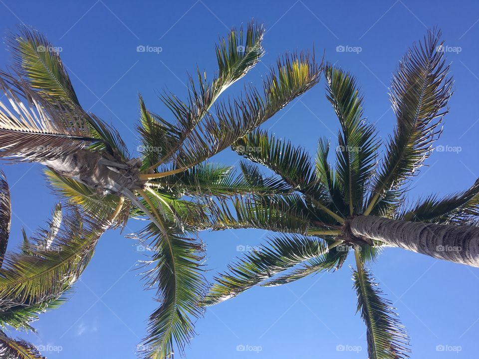 Palm Trees