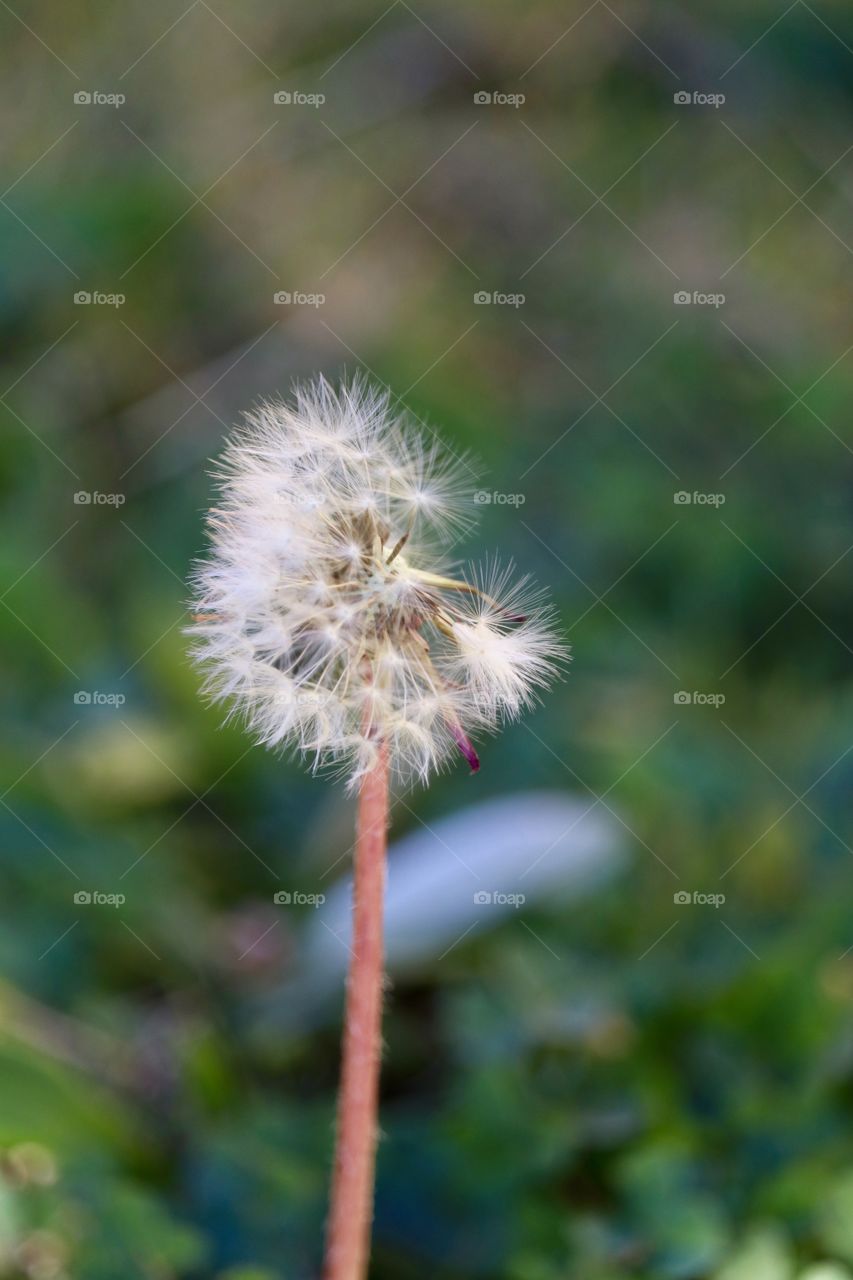 Delicate, wispy, beauty in a weed dandelion seeding selective focus closeup 