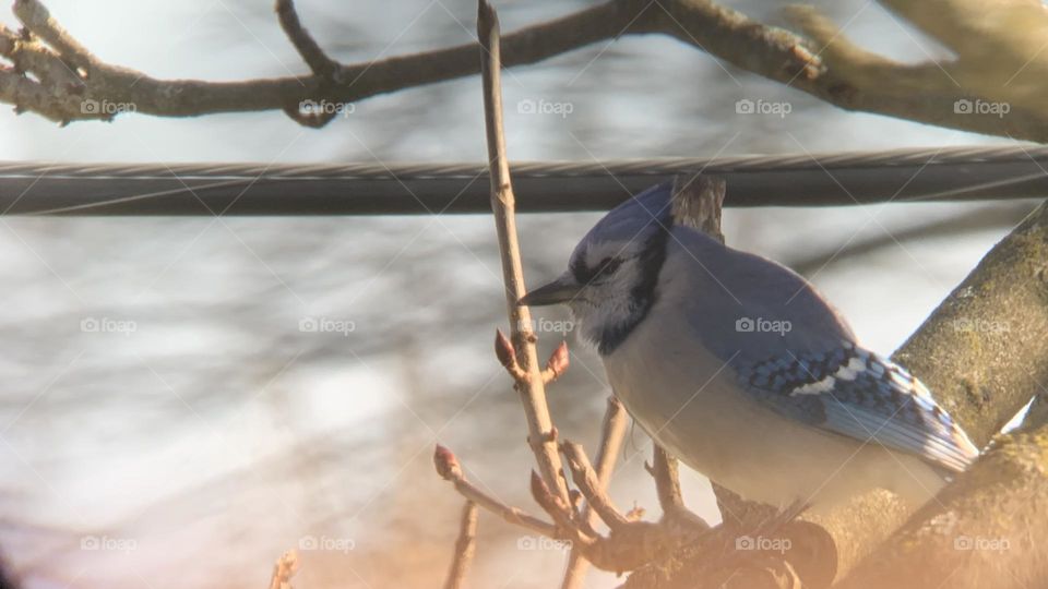 A blue jay sits on the tree, wondering where his next meal will be. It’s cold out. I hope he finds something! 