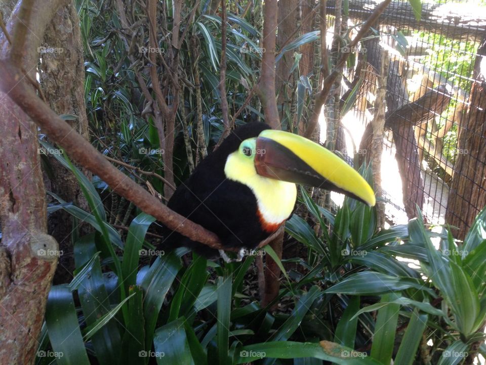 Toucan