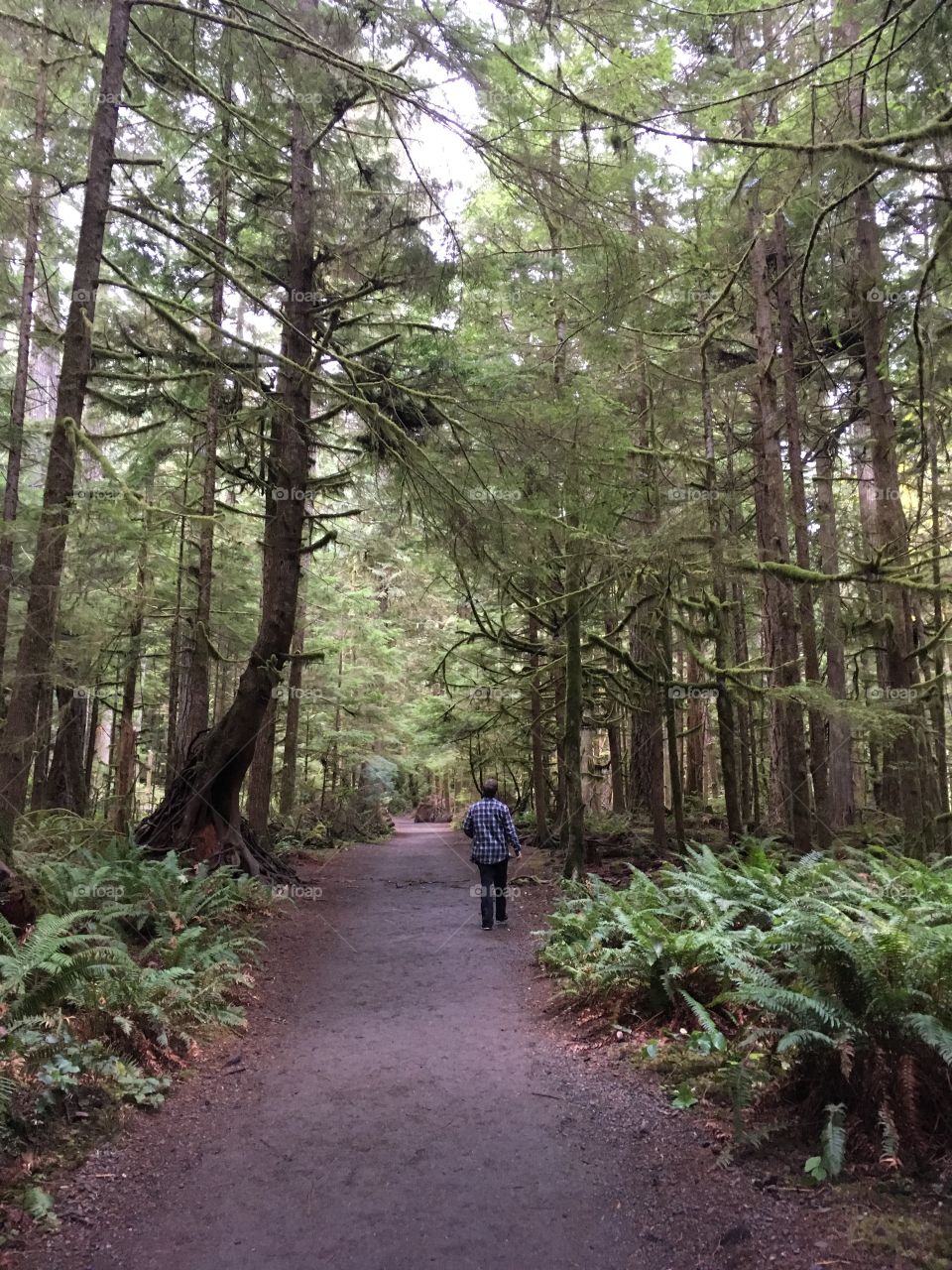 Hiking in the woods