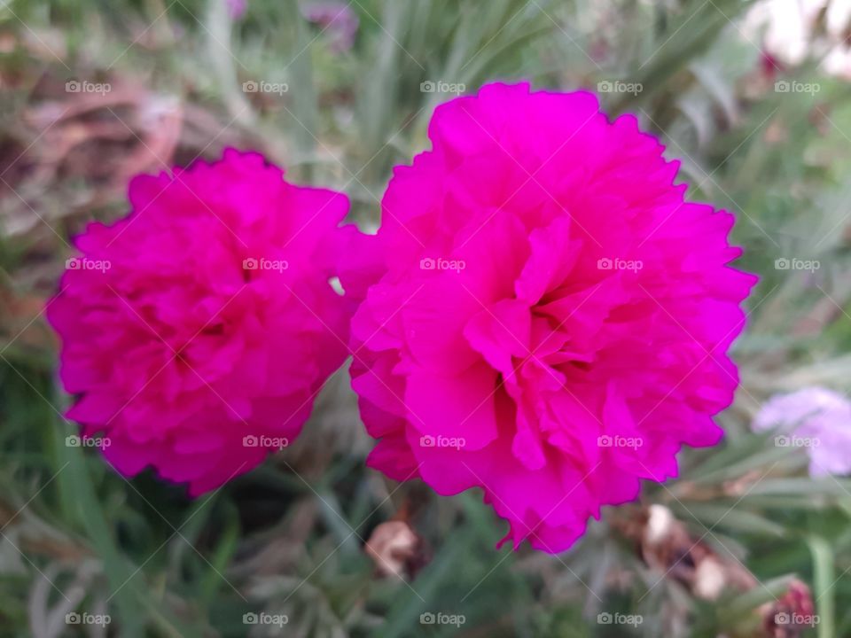 Simplicity and elegance of this little flower.