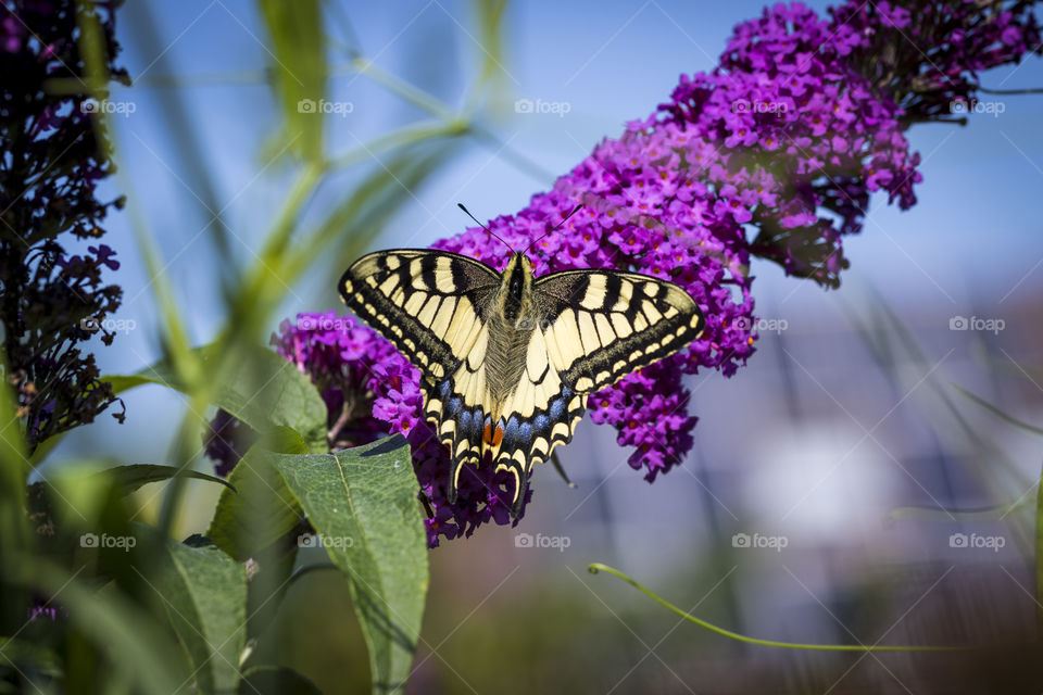 A portrait of a queens page butterfly on a purple flower branch of a butterfly bush.