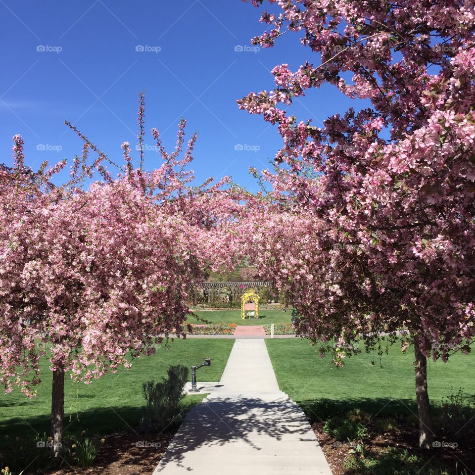 Garden with pink blooming trees. Walk path. Green grass. Blue sky. Beautiful sunny day. Spring.