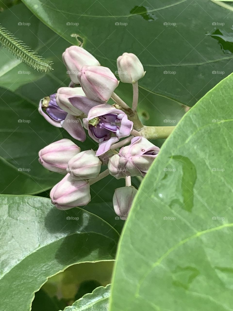 Portrait of a plants.