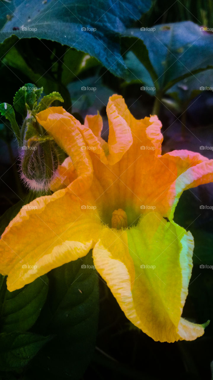 art photography design