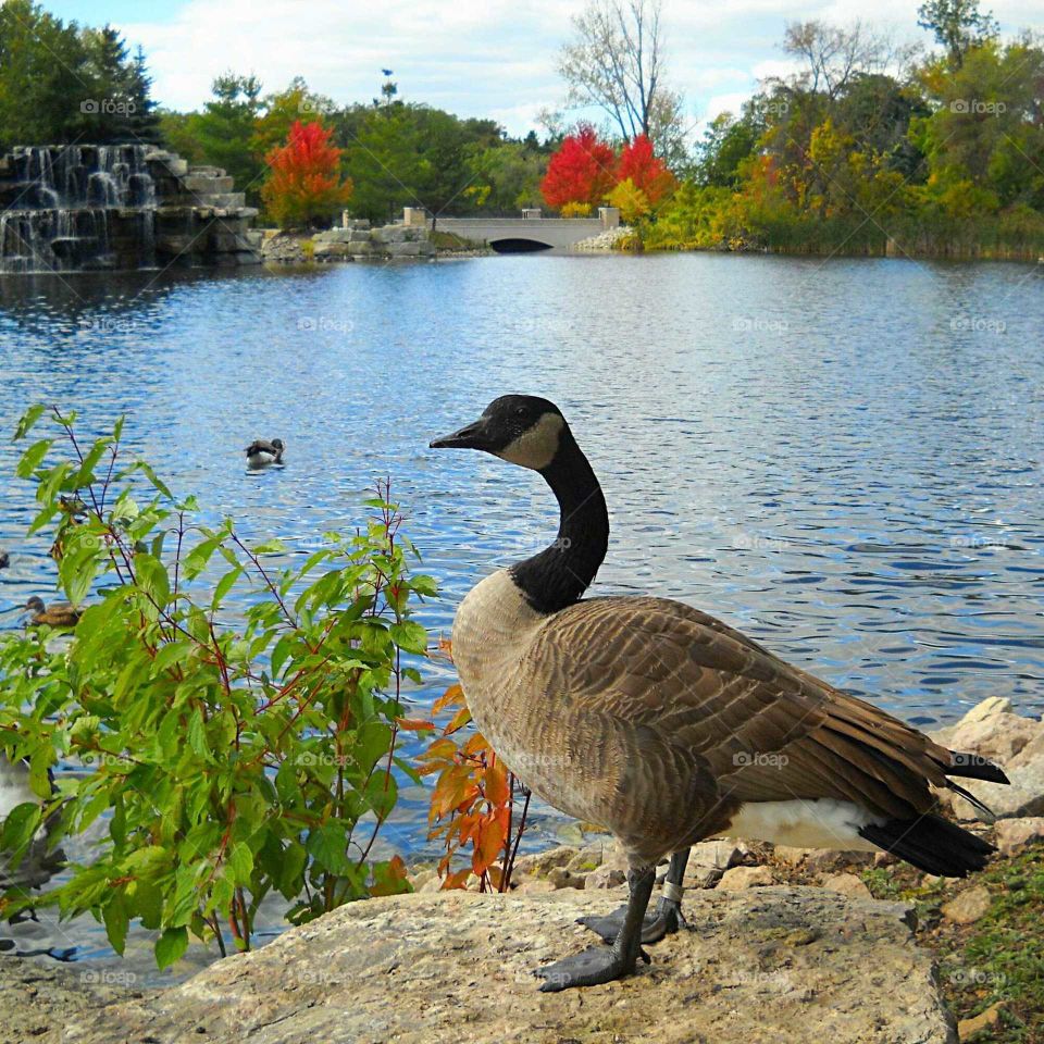 Posing Canada Goose