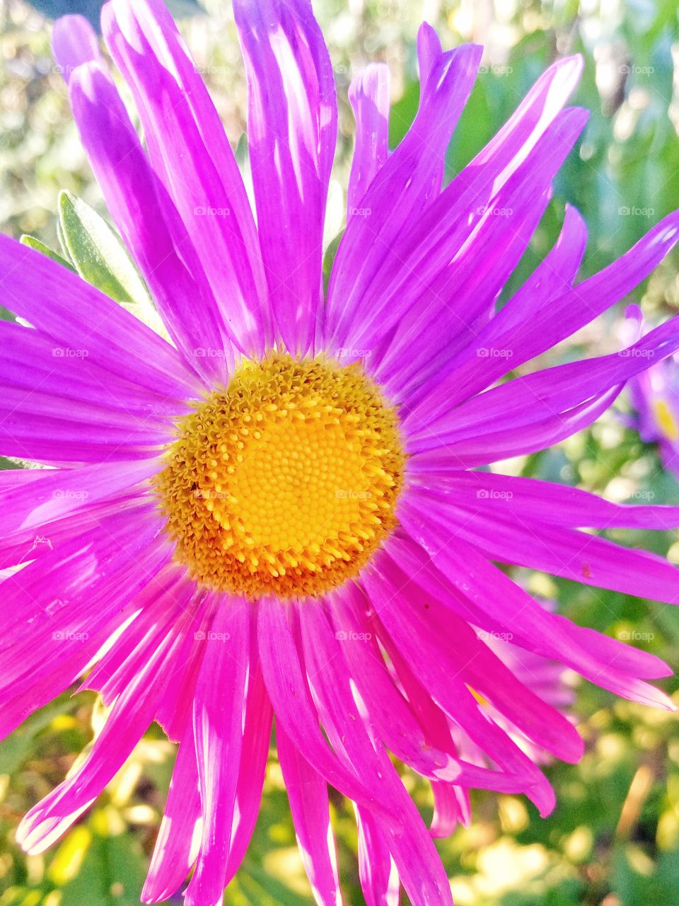 a flower that lifts the mood🌸