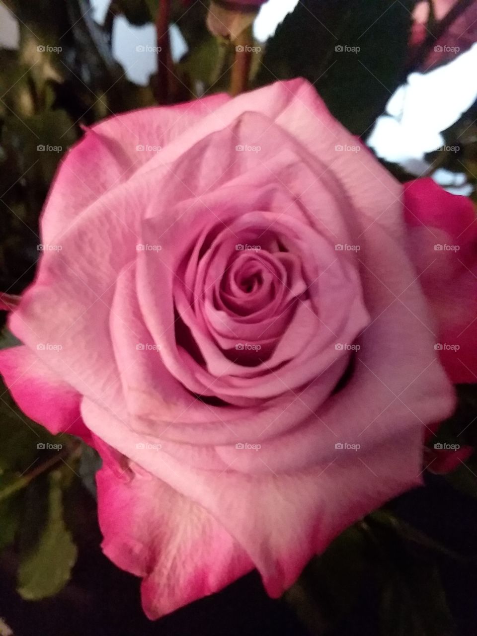 pink rose