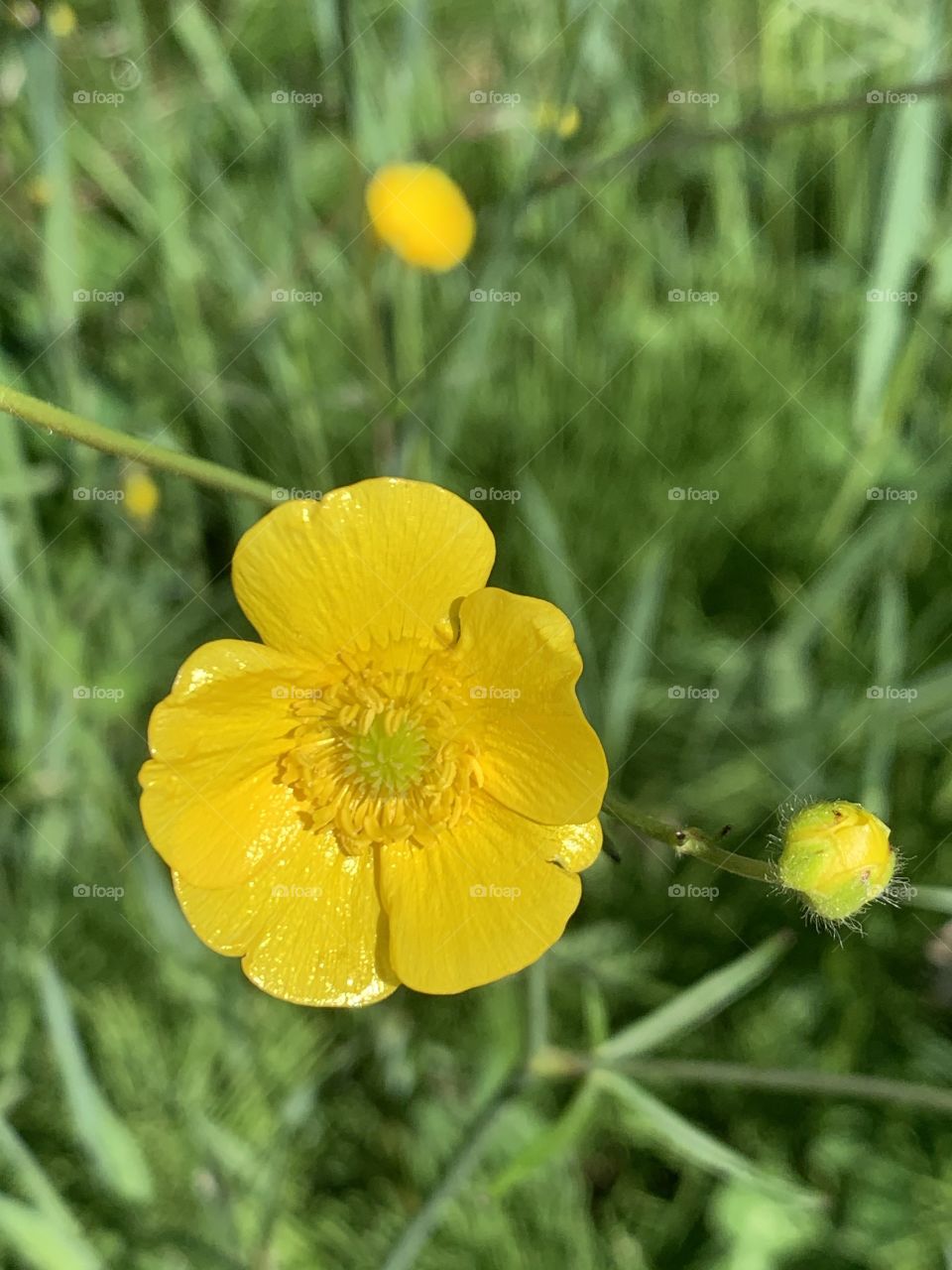 Buttercup flower 