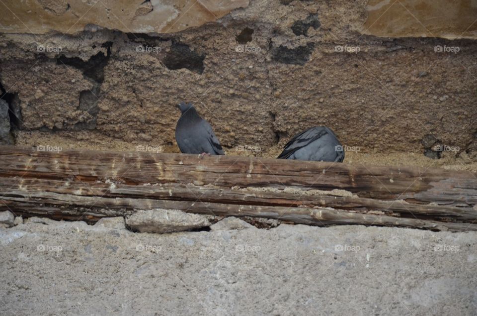 No Person, Bird, Rock, Wildlife, Stone