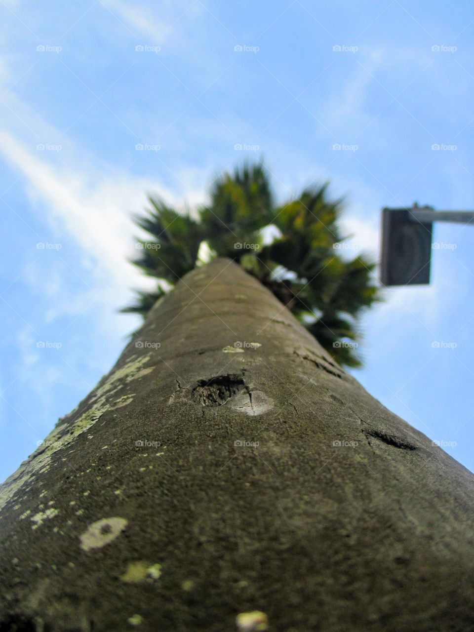 Upward view