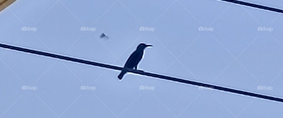 The bee humming bird native to the island cuba is the smallest humming bird.
