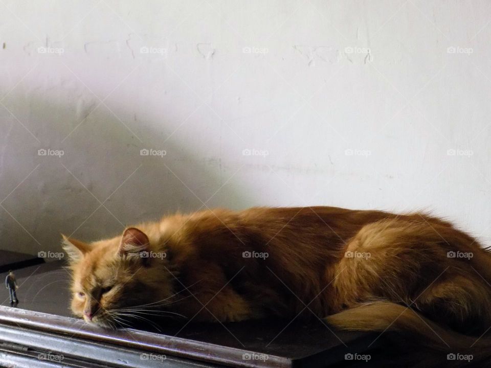 From the world of liliput, sleeping cats