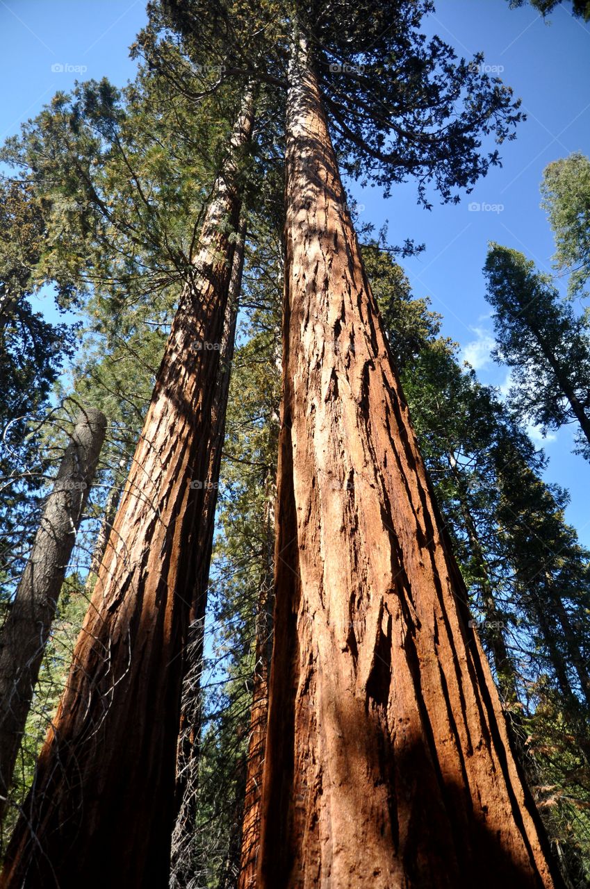 Sequoia trees