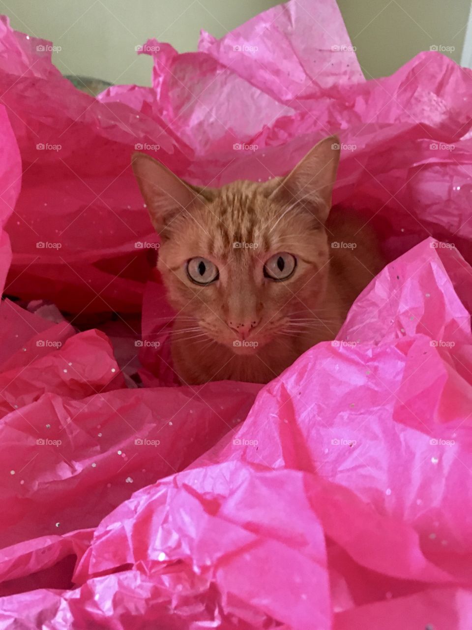 Pretty ginger kitty sitting in pink sparkling tissue paper
