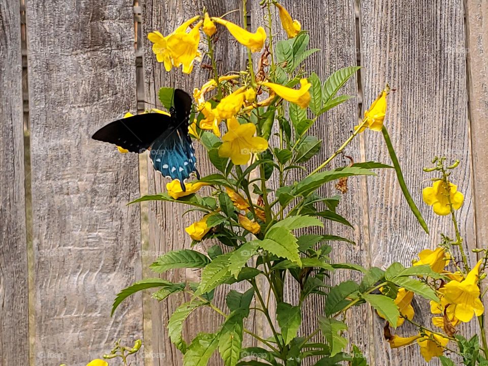 A beautiful large black and blue swallowtail butterfly feeding on yellow Esperanza flowers.