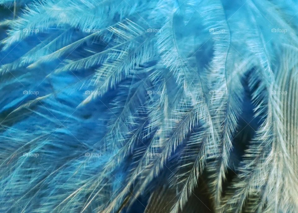 Blu feathers