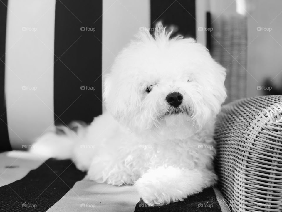 Black and white portrait of a downy white puppy dog reclining on a tan wicker chair with black and tan striped cushions. 