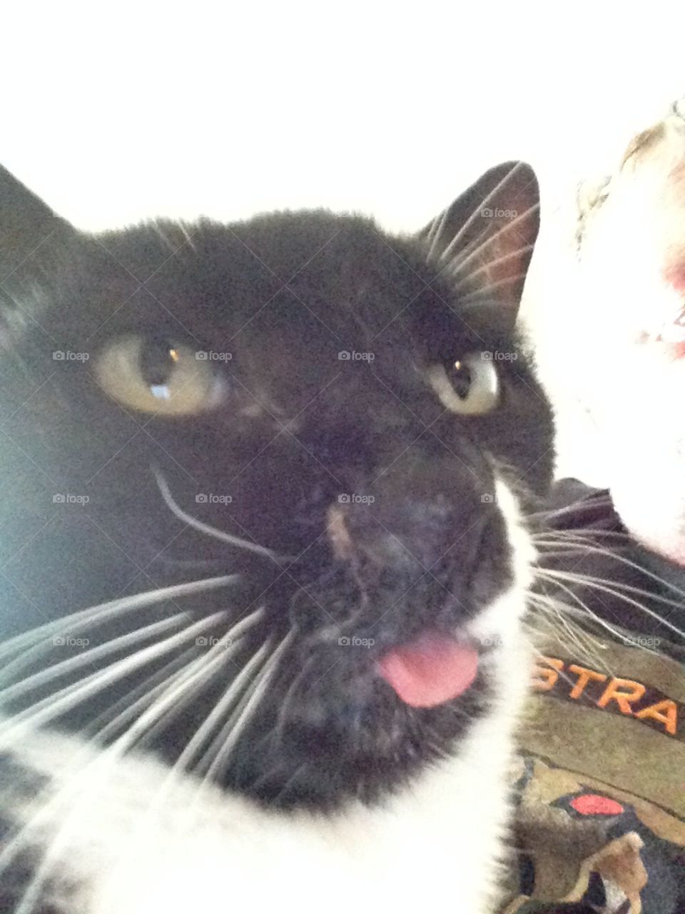Molly, our kitty, looking silly with her tongue stuck out 