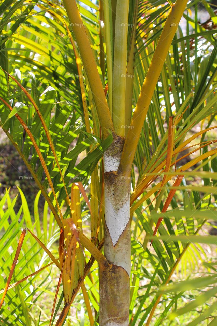A young growing palm tree.  Tropical plant