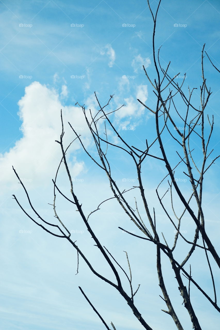 Branch of dead tree with blue sky background