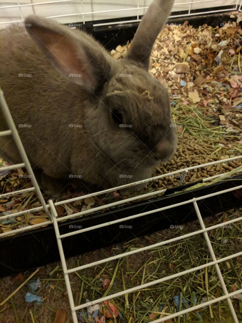 Sweet bunny with food on her head