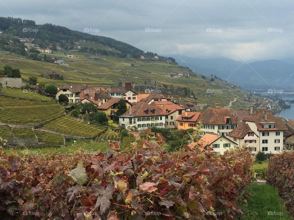 Couleurs d'automne dans les vignobles de Lavaux (Suisse - Vaud)
