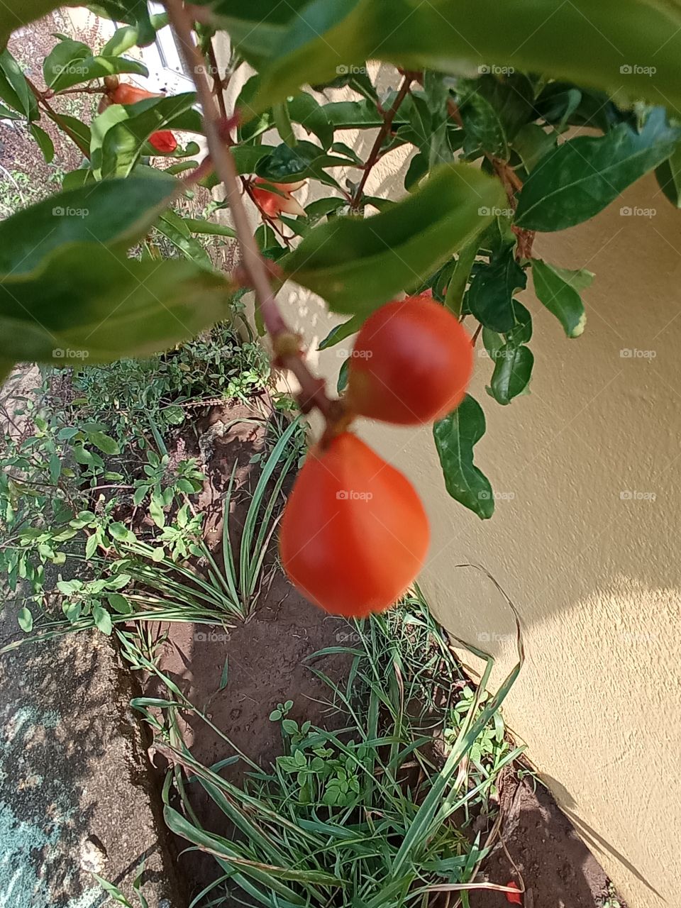 yahoo pomegranate growing