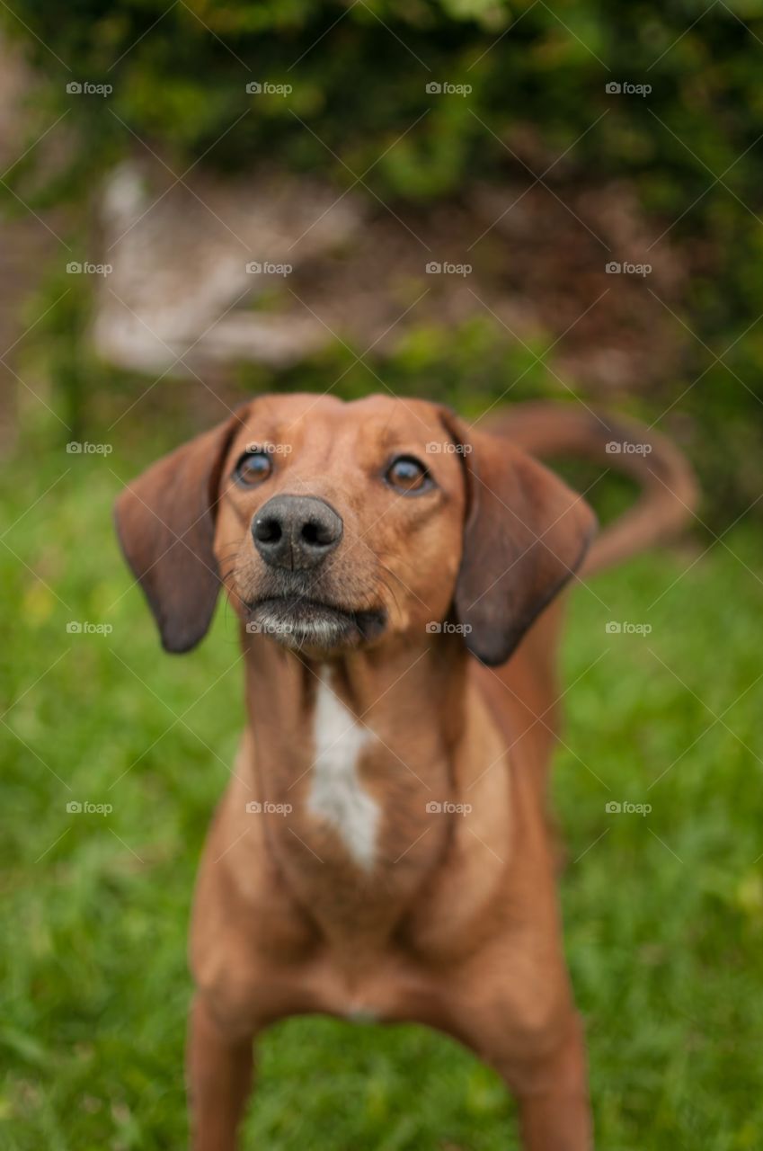 Dog